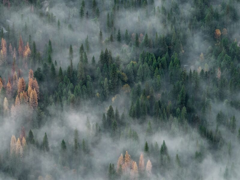 AI-generated aerial illustration of a coastal European forest wildfire with thick smoke and water-bombing aircraft, representing the 2026 summer blazes in France and Spain