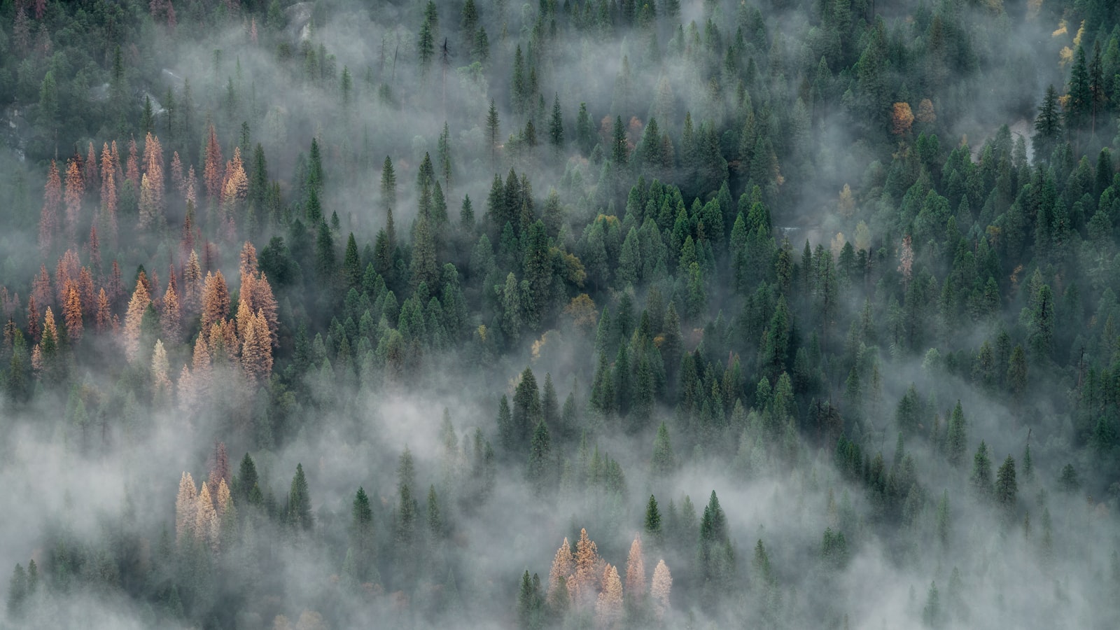 AI-generated aerial illustration of a coastal European forest wildfire with thick smoke and water-bombing aircraft, representing the 2026 summer blazes in France and Spain